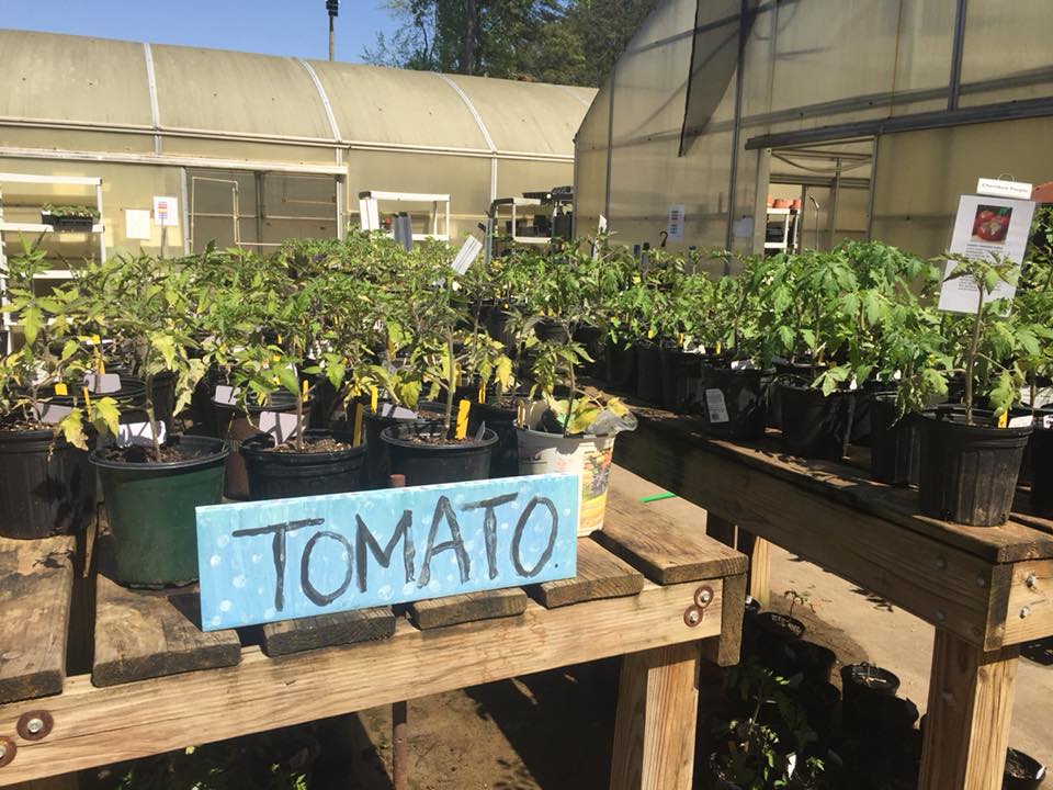 tomatoes near greenhouse