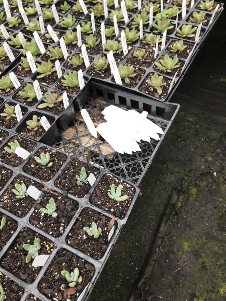 flowers in greenhouse