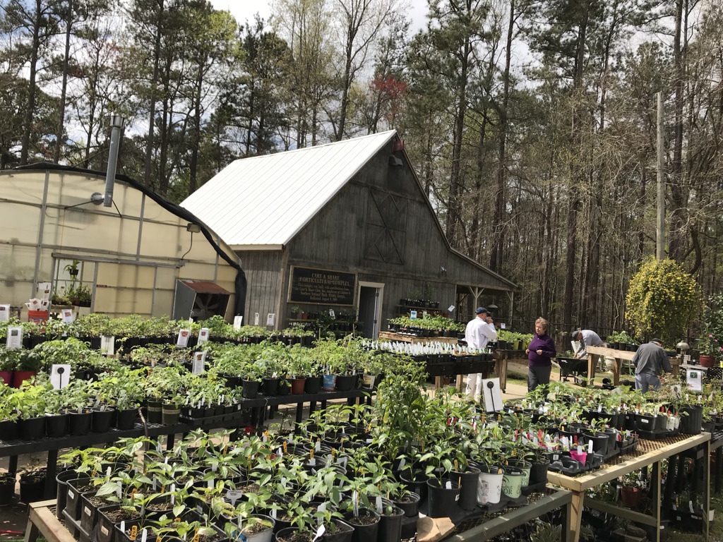 plants at garden