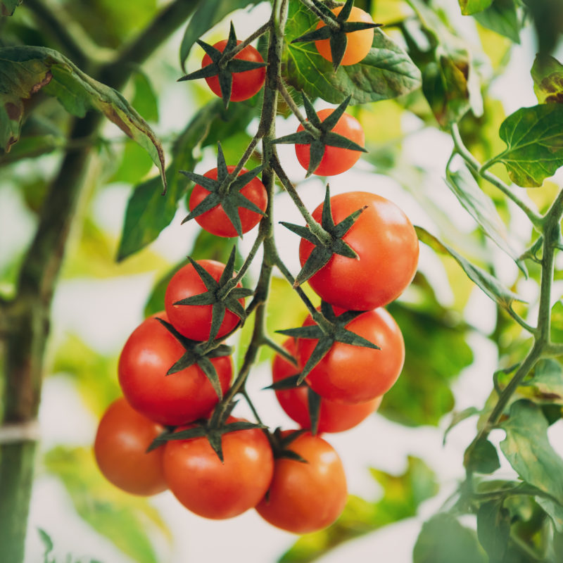 tomatoes on a vine