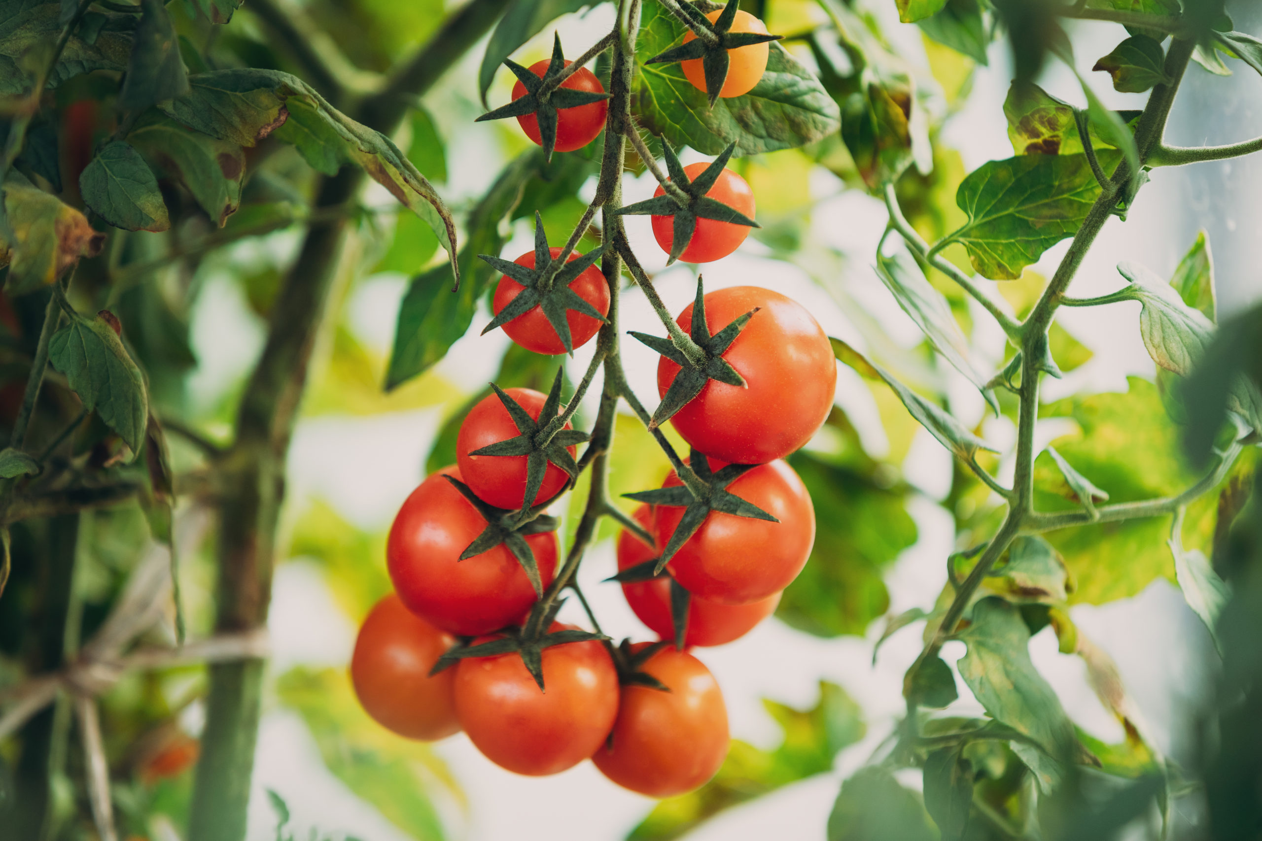 Hot Weather Gardening Tips