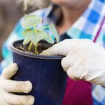 woman holding a seedling